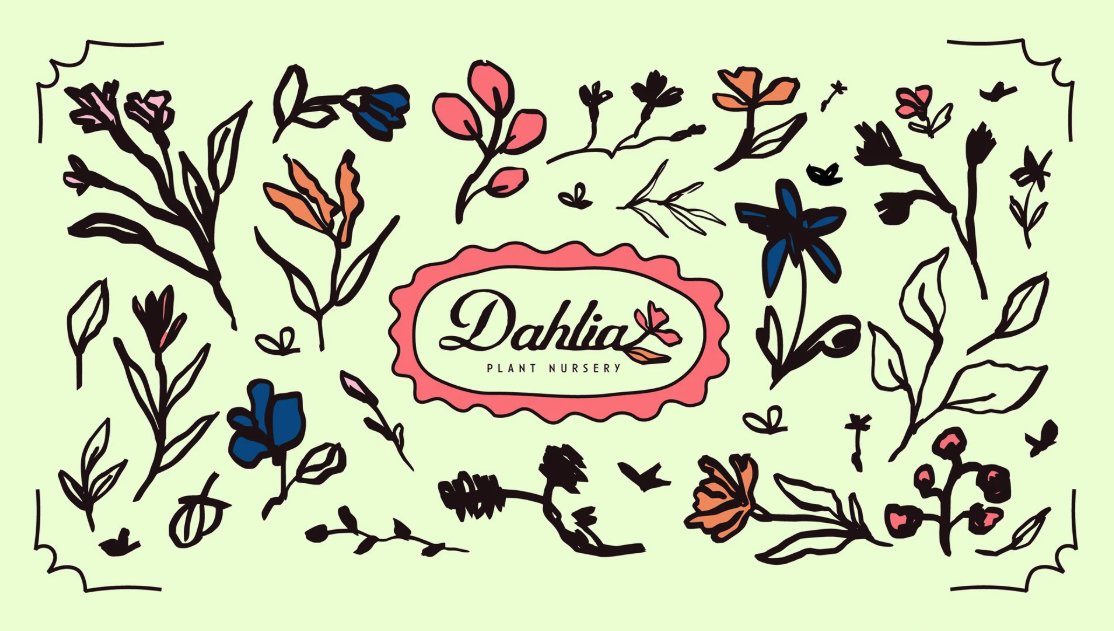 Dahlia Plant Nursery